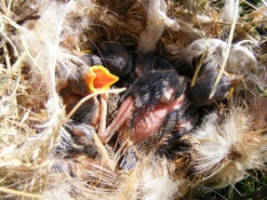 Baby bird